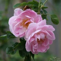 two pink roses with green leaves in the foreground