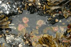 the water is full of algae and other things that are growing on top of it