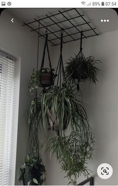 some plants are hanging from a metal rack