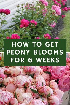 how to get peony blooms for 6 weeks in the garden with text overlay that reads, how to get peony blooms for 6 weeks