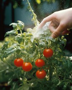 a hand sprinkling water on some tomatoes in a planter filled with green leaves