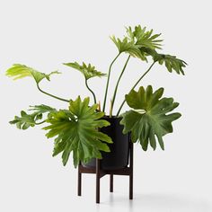 a potted plant sitting on top of a wooden stand