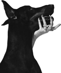 a black and white photo of a person holding a dog's hand up to its ear