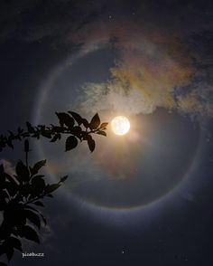 the sun is shining brightly in the sky above some trees and leaves, with an orange ring around it