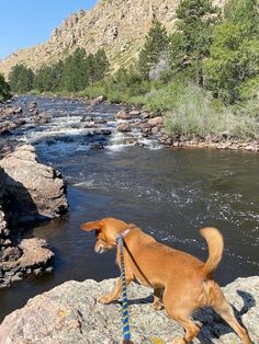 Cache La Poudre River, near Fort Collins, CO. Photo: Librarygroover Fort Collins Aesthetic, Ft Collins Colorado, Colorado Towns, Fashion Vibes, Senior Trip, Fame Dr