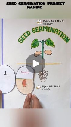 the seed germination project is shown in this screen grab - up from an interactive video