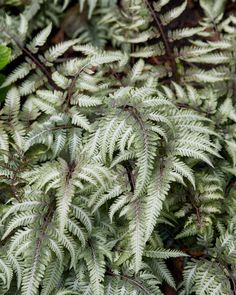 green leaves and brown stems on a plant