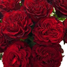 a bunch of red roses that are in a vase