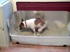 a small dog is standing in an enclosure