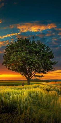 a lone tree stands in the middle of a field as the sun sets behind it