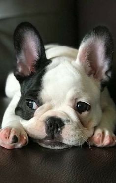 a small black and white dog laying on top of a brown leather couch with his head resting on its paws