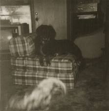 a dog sitting on top of a couch in a living room