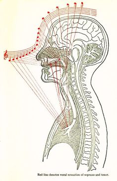 an old medical diagram shows the location of various vessels in the human head and neck