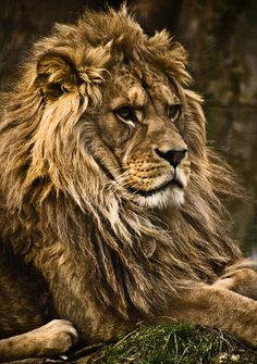 a large lion laying on top of a lush green field