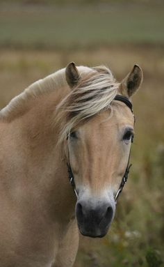 a horse with blonde hair standing in a field