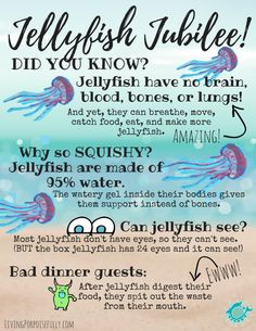 the jellyfish bubble info sheet is shown with information about how to get in it