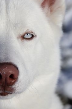 a white dog with blue eyes looking at the camera