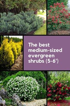 the best medium sized evergreen shrubs 5 - 6 '