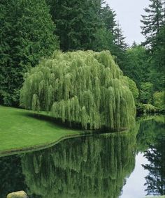 a large tree sitting next to a lake in the middle of a lush green forest