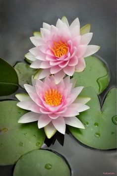 two pink water lilies floating on top of green leaves