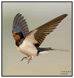 a small bird flying through the air with it's wings spread