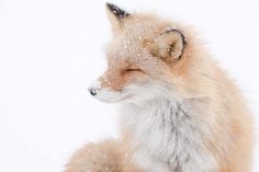 a red fox sitting in the snow with its eyes closed