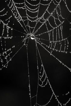 dew covered spider web in the dark with drops of water on it's surface