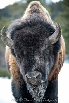 an adult bison with large horns standing in the snow