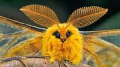 a close up of a yellow and brown moth on top of a tree branch with the words bing above it