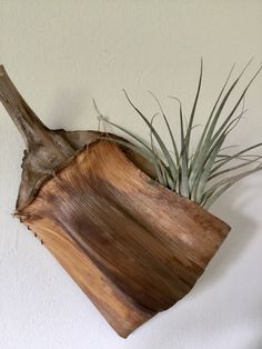 an air plant in a wooden bowl mounted on the wall