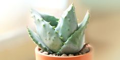 there is a small cactus in a pot on the table next to a window sill