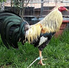 a rooster standing in the grass next to a fence