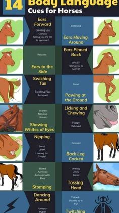 Horse Essentials, Horses Funny, Equine Veterinary, Horse Farm Ideas, Horse Behavior, Horseback Riding Tips, Funny Horse Pictures, Equine Care, Horse Lessons