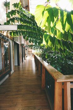 the inside of a building with wooden floors and green plants growing on the side of it