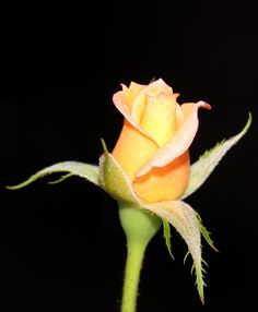 a single yellow rose bud on a black background