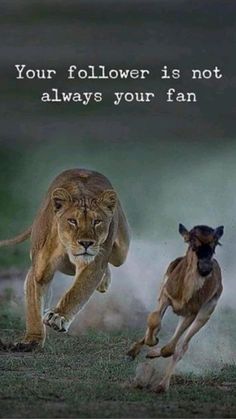 two lions chasing each other in the grass with a quote above it that says, your follower is not always your fan