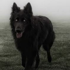 a large black dog standing on top of a lush green field covered in foggy skies