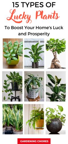 the top five types of lucky plants to booster your home's luck and prosperity