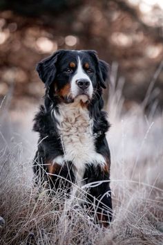 a black and white dog is sitting in the middle of some tall grass with trees behind it