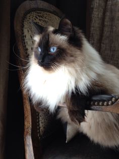 a cat with blue eyes sitting on a chair