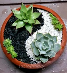 there is a potted plant in the middle of gravel and rocks with two succulents