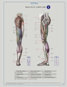 the muscles and their corresponding parts are labeled in this diagram, which shows how they work