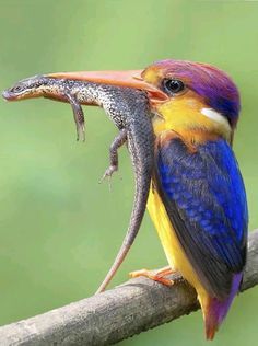 a colorful bird sitting on top of a tree branch next to another bird with it's beak open