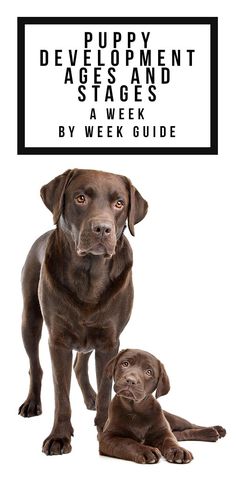 two brown dogs sitting next to each other in front of a white sign that says puppy development stages and stages