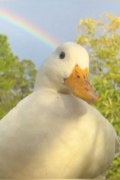 a white duck with a rainbow in the background