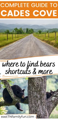 the complete guide to caadess cove where to find bears, shortcuts and more