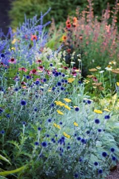 a garden filled with lots of different types of wildflowers and plants next to each other