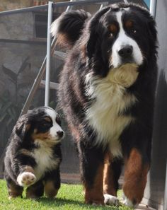 two dogs standing next to each other in the grass