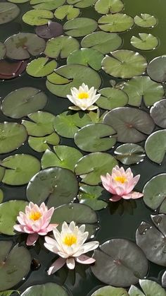 three pink water lilies floating on top of lily pads