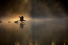 a large bird flying over a body of water in the middle of a foggy day